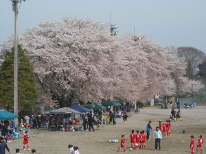 桜Ｈ28年4月9日撮影
